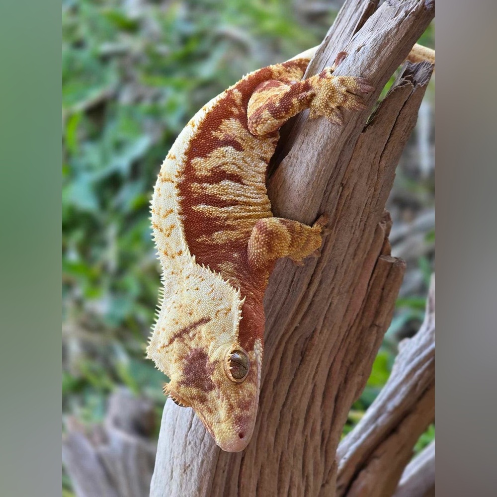 🦎Tat2gecko - live listing 🦎 - Picture 6 of 13